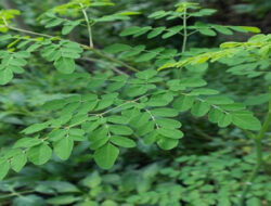 Kelor, Pohon Ajaib Penuh Manfaat, Menggali Khasiat Antioksidan hingga Sumber Nutrisi untuk Tubuh