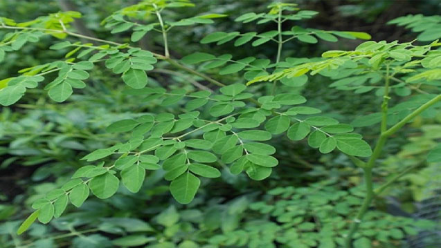 Daun kelor dan manfaat untuk kesehatan.