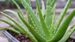 Khasiat lidah buaya.