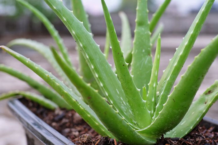 Khasiat lidah buaya.