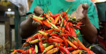 Harga cabai masih mahal.