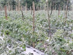 Upaya Tanggap Darurat: Penyuluh Pertanian Catat Dampak Erupsi Gunung Marapi di Agam