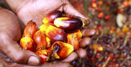 tandan buah segar