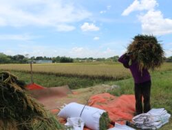 Dukungan Keuangan untuk Sektor Pangan, Kemenkeu Setujui Pinjaman Bunga Murah Rp28,7 Triliun untuk BUMN