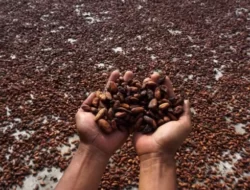 Cerita Sukses Petani Kakao Indonesia, Pusat Perhatian Dunia!