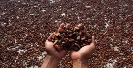 10 daerah penghasil biji kakao terbesar di RI.