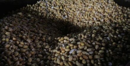 Impor Kedelai ke Indonesia Terlambat.