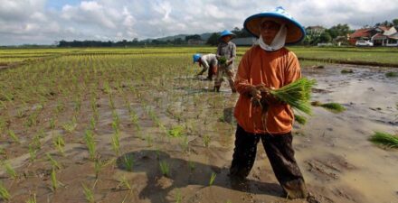 Sukseskan Musim Tanam 2024.