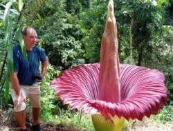 Mekarnya Bunga Langka di Batang Palupuh, Wisatawan Terpesona dengan Keanekaragaman Alam Agam