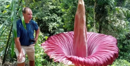 Mekarnya Bunga Langka di Batang Palupuh, Wisatawan Terpesona dengan Keanekaragaman Alam Agam