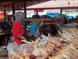 Dampak Ayam Petelur Afkir, Harga Telur Naik, Daging Ayam Broiler Turun di Pasar Padangpanjang
