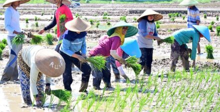 Andi Amran, Penambahan Anggaran Pupuk Subsidi, Solusi untuk Tingkatkan Produksi Pangan
