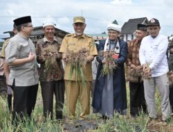 Panen Perdana Bawang Merah, Gubernur Mahyeldi Apresiasi Inovasi Komunitas Moslem Loyalty Rabbani dalam Menjaga Keberlangsungan Dunia Pertanian di Sumbar