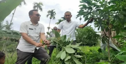 Hama Kutu Putih Ancam Produksi Alpukat, Gubernur Sumbar Turun Tangan