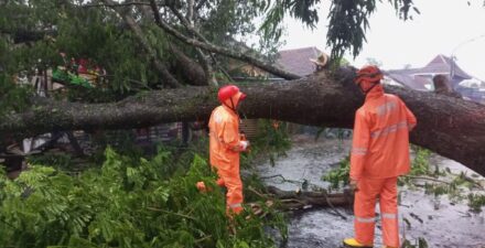 Pohon Tumbang di Malang Timpa Rumah, Pasutri Hanya Alami Cedera Ringan