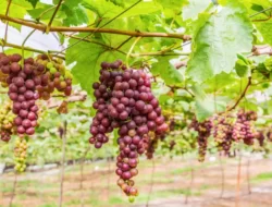 Tips Aman Membeli Bibit Anggur Import Secara Online