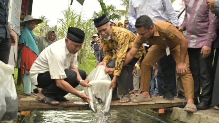 Ikan