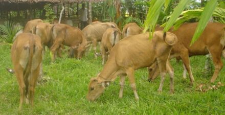 Kerbau Milik Warga Agam Diserang Satwa Liar, Alami Luka-luka