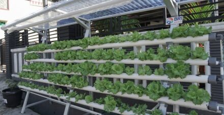 Program BRInita sulap lahan sempit jadi urban farming yang produktif.