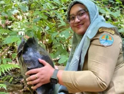 Banning Coklat Dilepasliarkan oleh BKSDA Sumbar setelah Diselamatkan oleh Pelajar