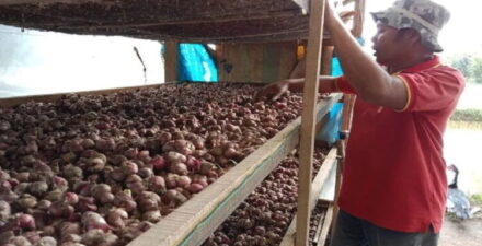 Sukses! Lapas Alahan Panjang Sumbar Panen Raya Bawang Merah