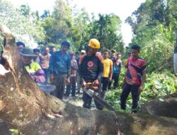 Sejumlah Pohon Besar Tumbang, Tanjung Raya Dilanda Angin Kencang