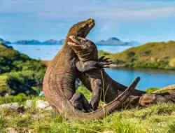 Menakjubkan! Destinasi Megalitik Tersembunyi di NTT Kini Terbuka untuk Dijelajahi