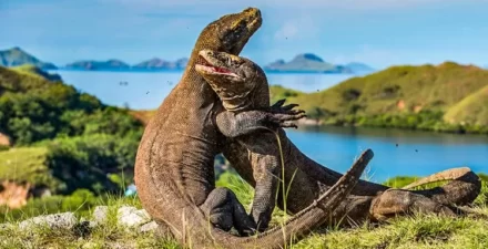 Menakjubkan! Destinasi Megalitik Tersembunyi di NTT Kini Terbuka untuk Dijelajahi