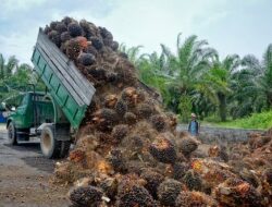 Pemerintah Targetkan Peremajaan 15.000 Hektare Lahan Sawit Renta di Jambi hingga 2026