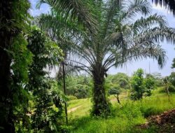 Pabrik Minyak Makan Merah, Langkah Inovatif untuk Kesejahteraan Petani Sawit