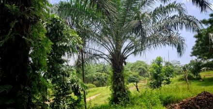 Erick Thohir Dorong Hilirisasi Sawit.