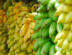 Pisang, Kawan Baru dalam Menurunkan Kadar Gula Darah