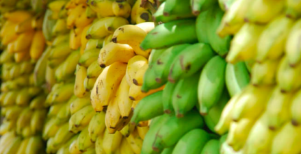 Pisang, Kawan Baru dalam Menurunkan Kadar Gula Darah
