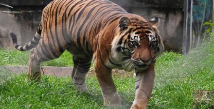 harimau