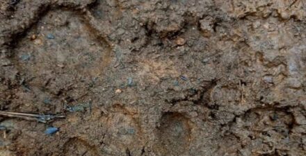 Harimau Sumatra Kembali ke Habitatnya Pasca Masuk PLTMH, BKSDA Sumbar Berhasil Menangani Situasi