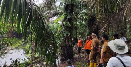 Pencarian Intensif, Warga Diduga Diseret Buaya di Muaro Sakai Inderapura