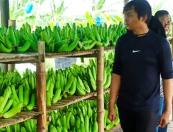 Inisiatif Petani Desa Wonorejo, Mengubah Tanah Tidak Produktif Menjadi Berkah Pisang Cavendish