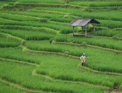 Perlindungan Pertanian, Asuransi Padi Sambut 2.500 Hektar Sawah di Tanah Datar
