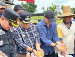 Pj Bupati Kapuas Turut Hadir Panen Raya di Desa Warna Sari Kecamatan Tamban Catur