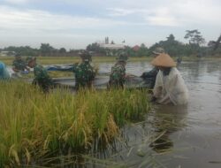 Hindari Gagal Panen, Babinsa Bersama Warga Panen Padi di Wilayah Terdampak Banjir