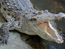 Insiden Buaya di Sulawesi Tenggara, Seorang Warga Terluka