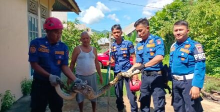 Penemuan Ular Piton di Rumah Warga, Tim Damkar Padang Beraksi