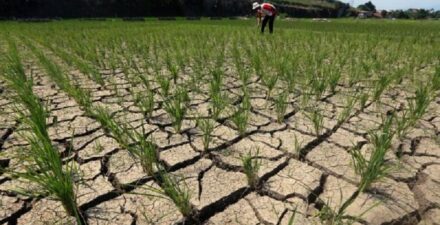 Krisis Pangan Akibat Perubahan Iklim, Mentan Amran Bicara Kerugian Miliaran Rupiah