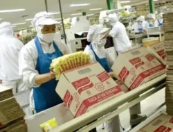 Peluang Karier Menarik, Indofood Buka 184 Lowongan Kerja untuk Berbagai Pendidikan