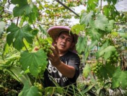 Berkebun Buah Tanpa Lahan Luas, Panduan Tabulampot untuk Pemula