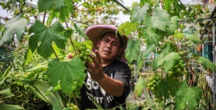 Cara budidaya buah di lahan sempit.