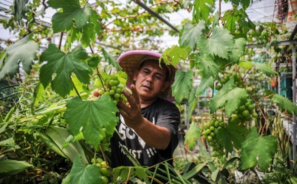 Cara budidaya buah di lahan sempit.