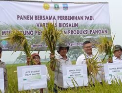 Banten Mulai Panen Padi Varietas Biosalin, Tingkatkan Produksi Pertanian