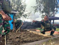 Integrated Farming Satgas Yonif 509 Kostrad Bagi Masyarakat Papua