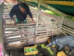 Tingkatkan Ekonomi Masyarakat, Satgas Yonif 509 Kostrad Beternak Babi